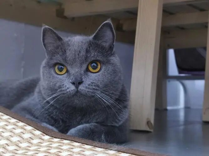 网红蓝猫，为什么不火了？弃养率那么高？离不开这几个原因！