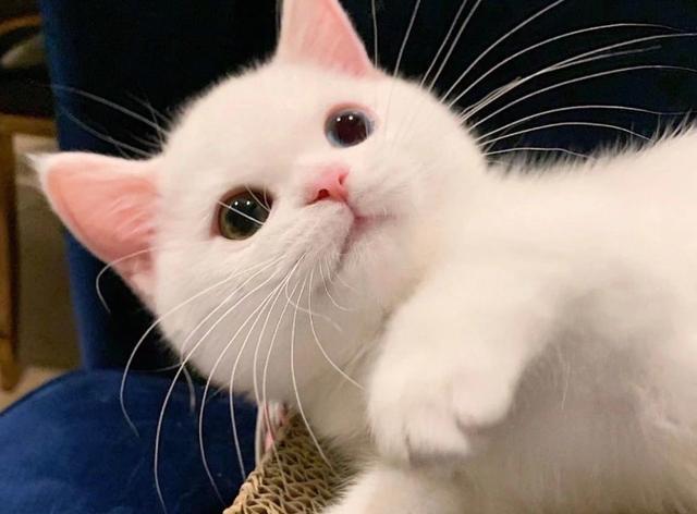 猫和狗禁止吃巧克力，铲屎官们看过来