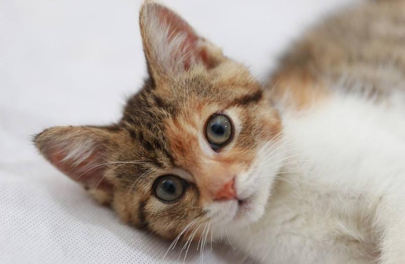 猫咪虽然好饲养，但是在生气的时候，一定要注意它们的状态