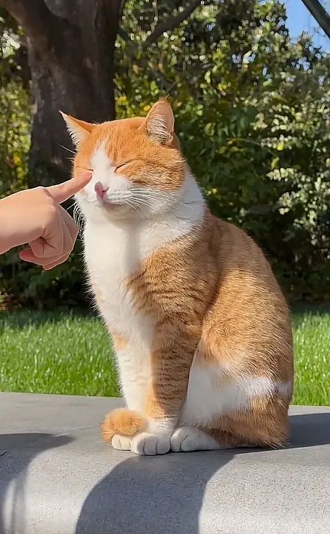 早上忍不住又看一遍，公园里的流浪猫太让人喜欢啦！