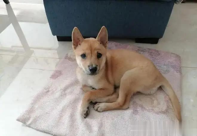 网购金毛收到小土狗，商家神回复，半年从嫌弃到真香！