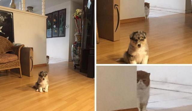 狗狗的搞笑瞬间，让你笑到肚子疼