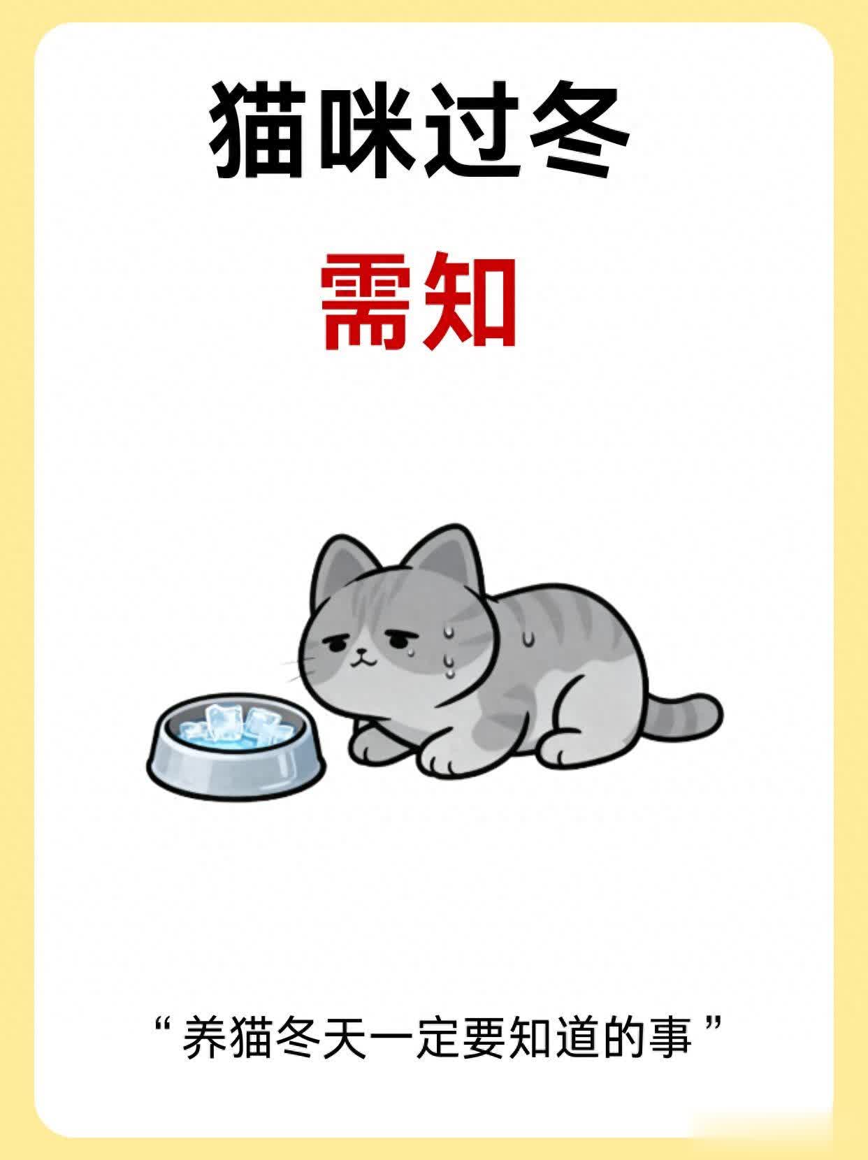 冬季养猫12个细节：别让你的猫“冷到胃、干到脚”
