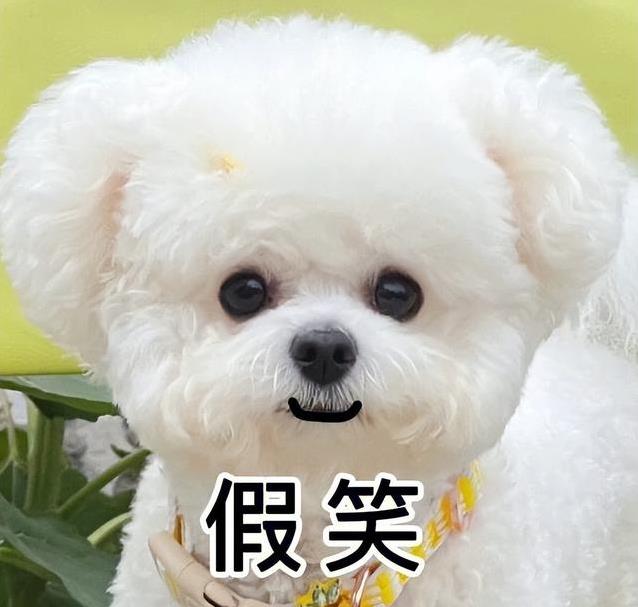 比熊最烦6件事，主人还常做，你家狗狗中招了吗？