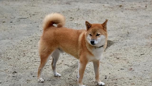 狗的“笨萌”时刻！这6个行为让人笑出腹肌！