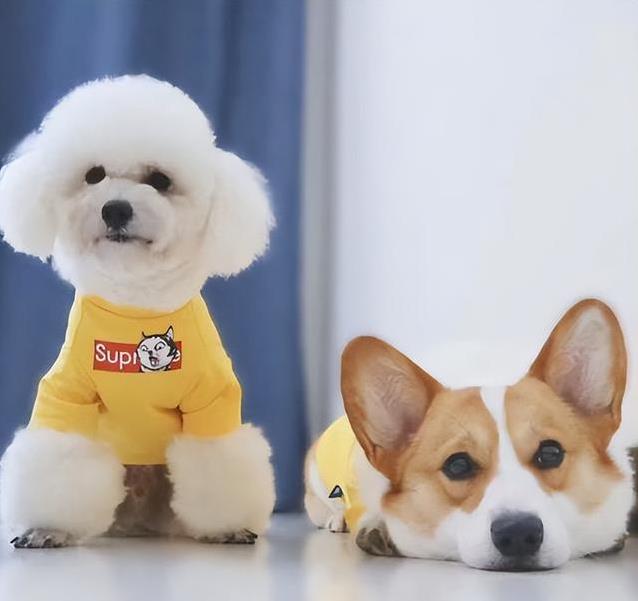 比熊黏人柯基萌，养狗纠结哪只强？你家适合谁一目了然