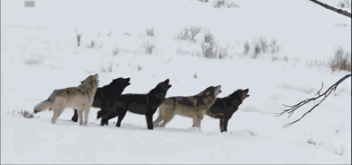 为什么狼喜欢杀死同类？狼行为学专家潜入狼群13年，揭开狼群秘密