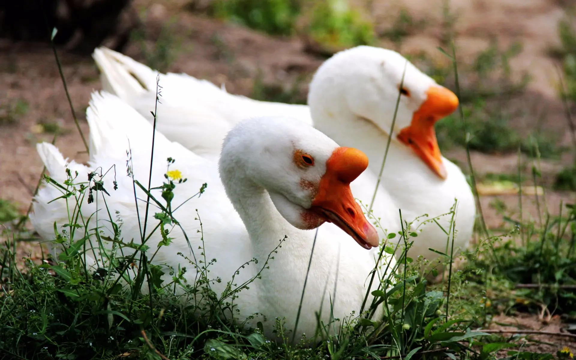 人类驯服大鹅这种家禽的意义在哪？是留着看家还是吃肉呢？