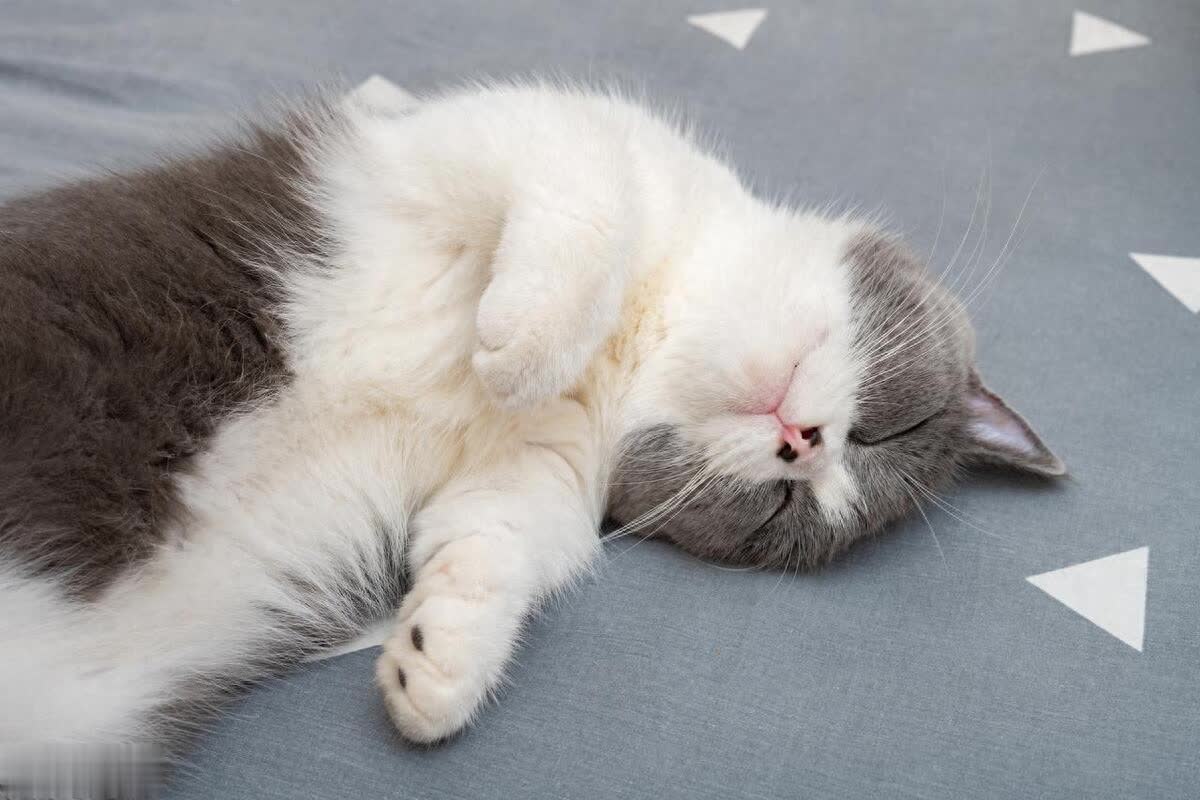 每天一个小知识，让你更懂你的喵1.0