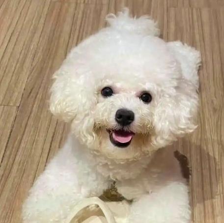 比熊狗超萌外表藏秘密，养它前你得知道这3点！