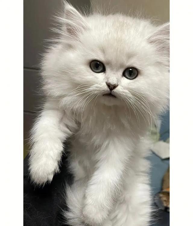 猫咪从11楼摔下去，21天后它回来了，我真的好心疼