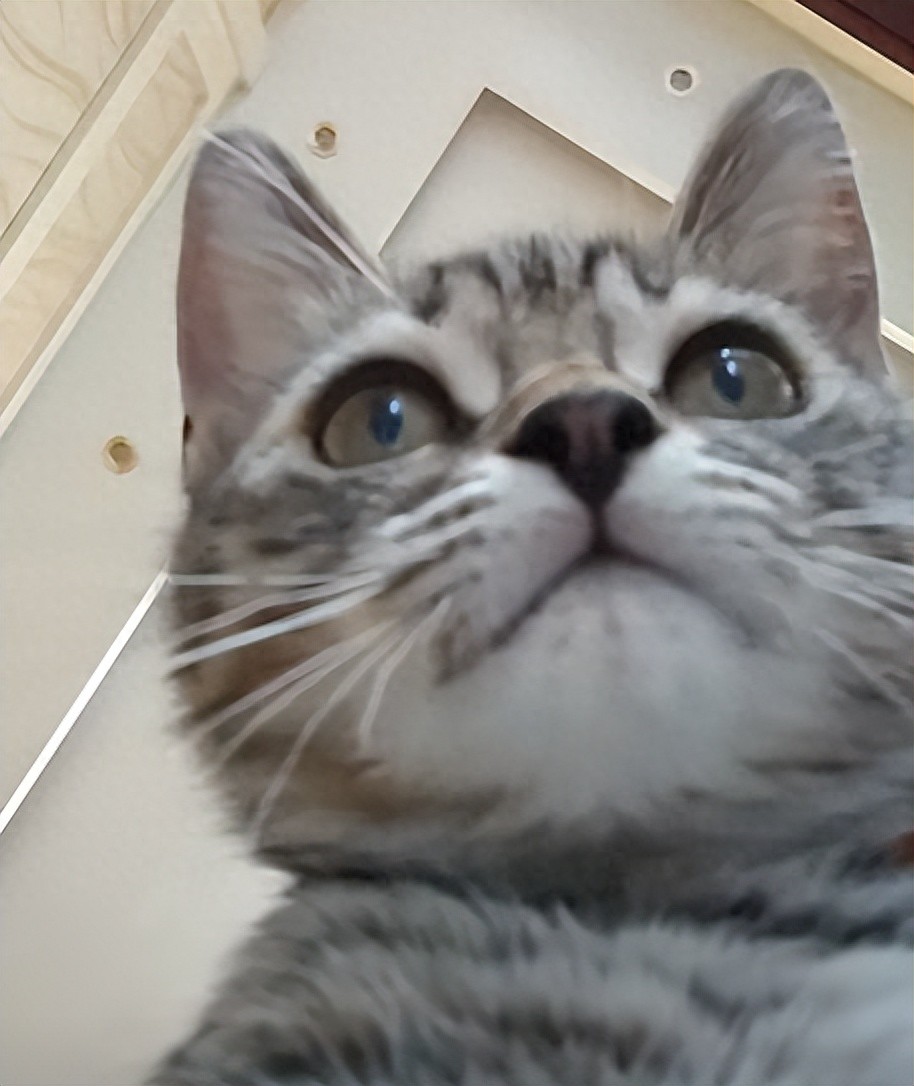 5个月小猫每天吃2份猫粮，竟用主人的粮养陌生猫咪？