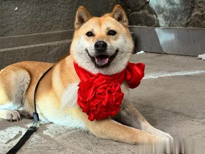 都说土狗不值钱，在广西却遍地跑，当地人赢麻了！