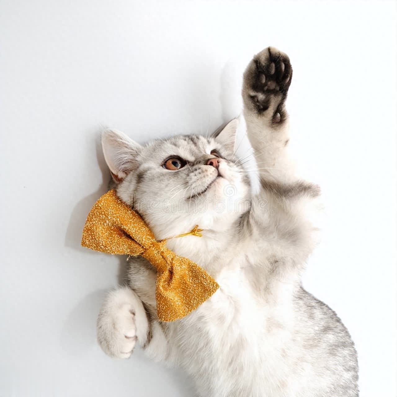 迎接新成员，你准备好了吗？