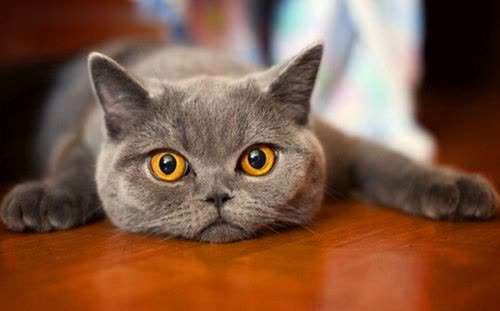 宠物养护：母猫叫春物理解决办法大揭秘！