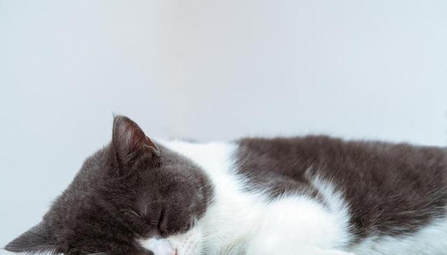 猫咪与鱼：一场好奇心与反击的较量