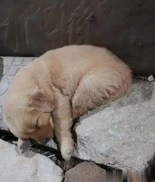 捡回流浪狗僵坐3小时不敢睡，暖心守护3天翻肚酣睡！