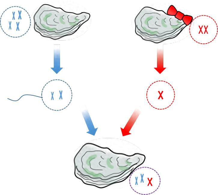 穿越之我的叔叔于勒终成“蚝”门