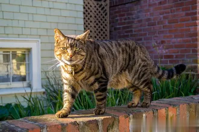误把家猫当流浪猫送医，检查后反转：猫主人家就在隔壁！