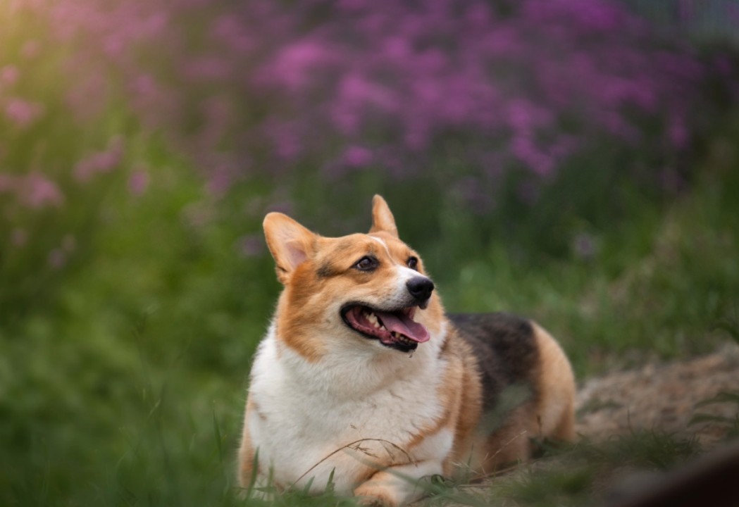 猫狗嗅觉大揭秘