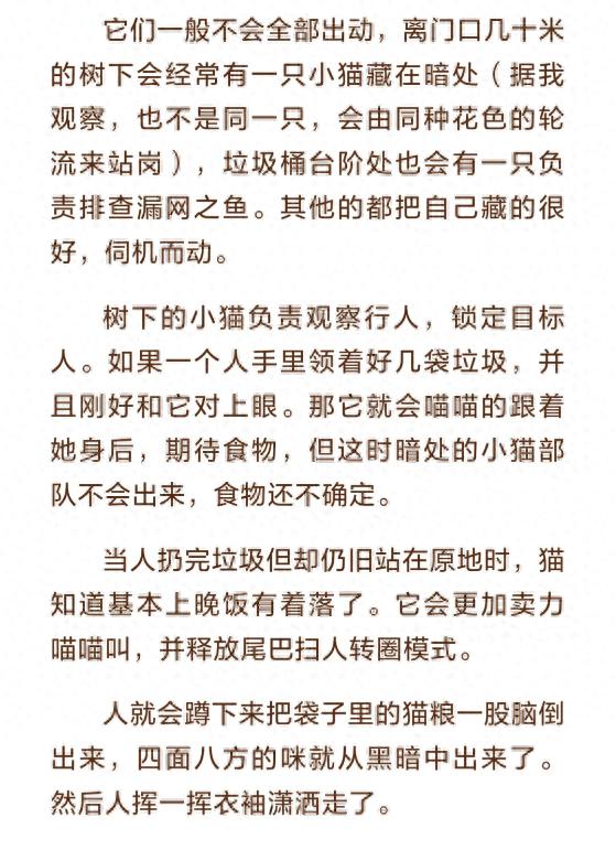 博主与流浪母猫吵架，猫老公竟疯狂劝和！