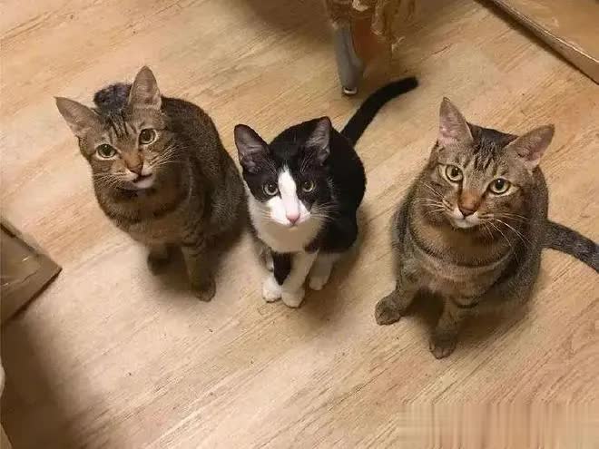 我家养三只猫，俩乖巧，奶牛猫画风却彻底跑偏！