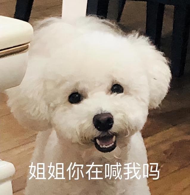 比熊最怕这几件事，你中了几个？一个不中你就是养狗高手