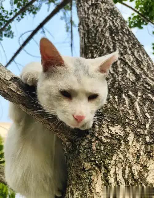 猫咪跟去田里泼粪，一个泼一个埋忙不停：这堆臭臭咋埋不完？