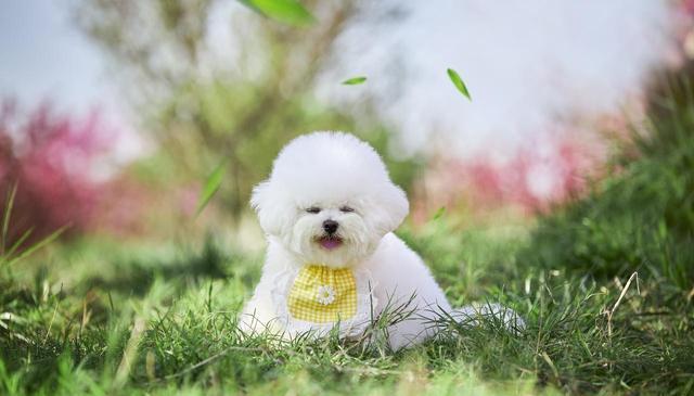 想养只比熊,好伺候吗