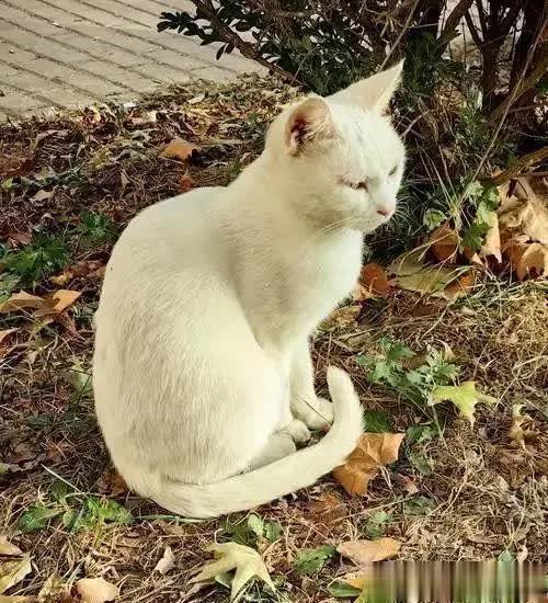 忘关车窗喜提猫咪一家，厌猫车主心软安置获赞！