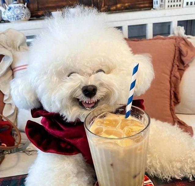 比熊犬从顶流到失宠，粘人毛病惹人烦，真相让人心疼