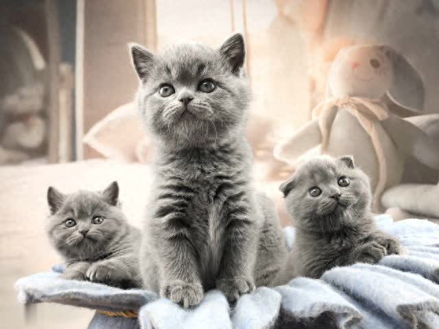 猫是否需要绝育？一场关于爱与责任的深度思考