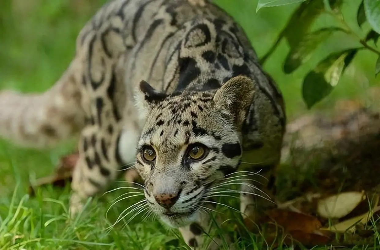 猫科对决：体型最大的云豹到底能不能打得过最小的美洲豹呢？这两种动物的实力究竟谁更胜一筹？