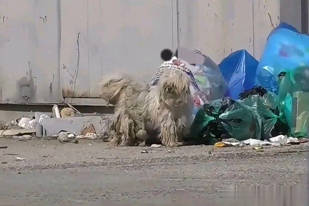 流浪狗到人家产崽，自己却瘦成皮包骨，小奶狗胖乎乎超可爱