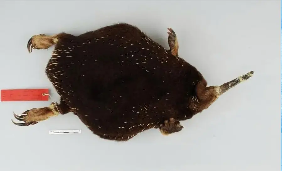 消失60多年! 2023年， 有人放置80多台摄像机， 在独眼巨人山上拍到1只